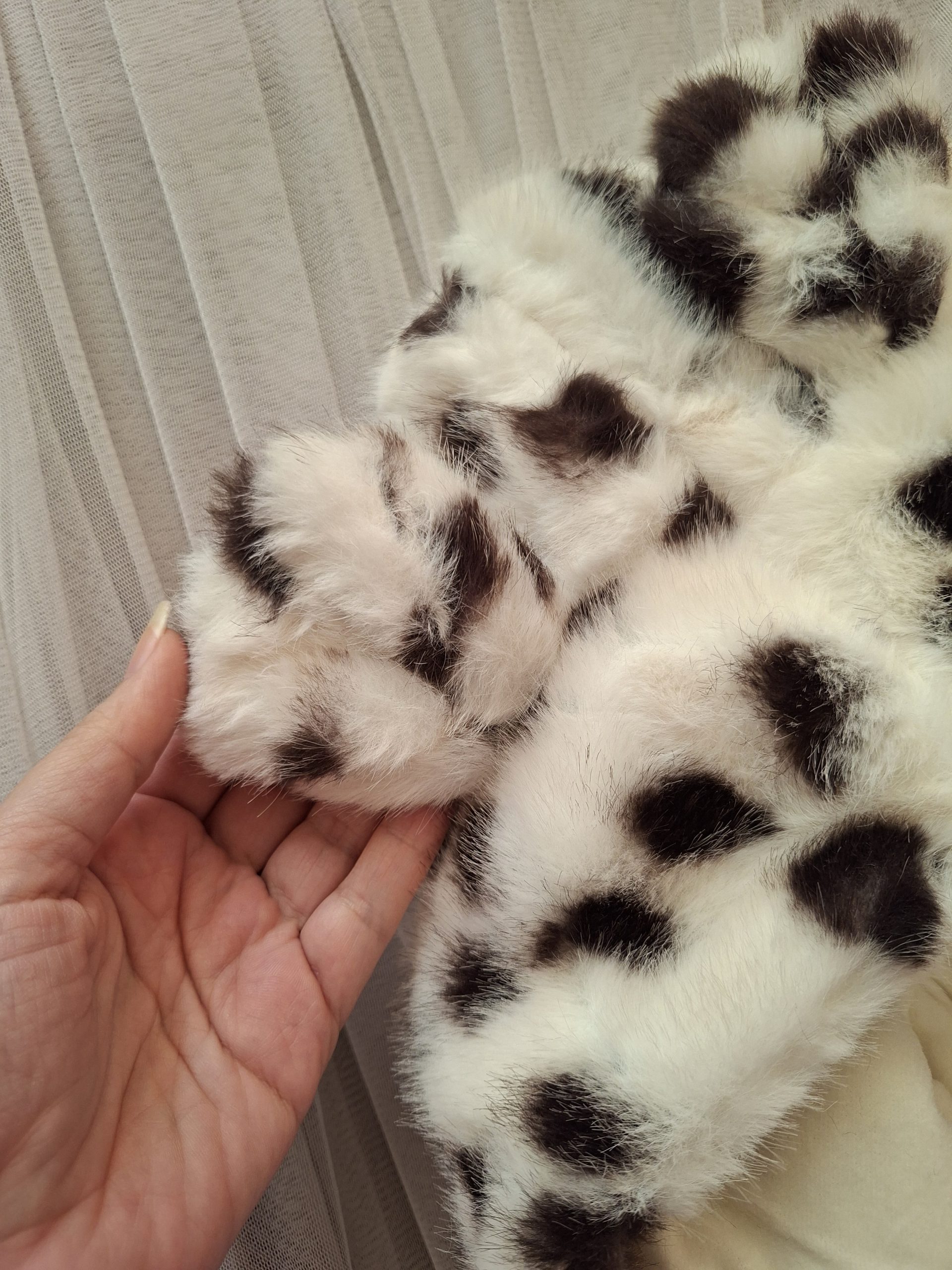 کت لاکچری هاپو - Image 10